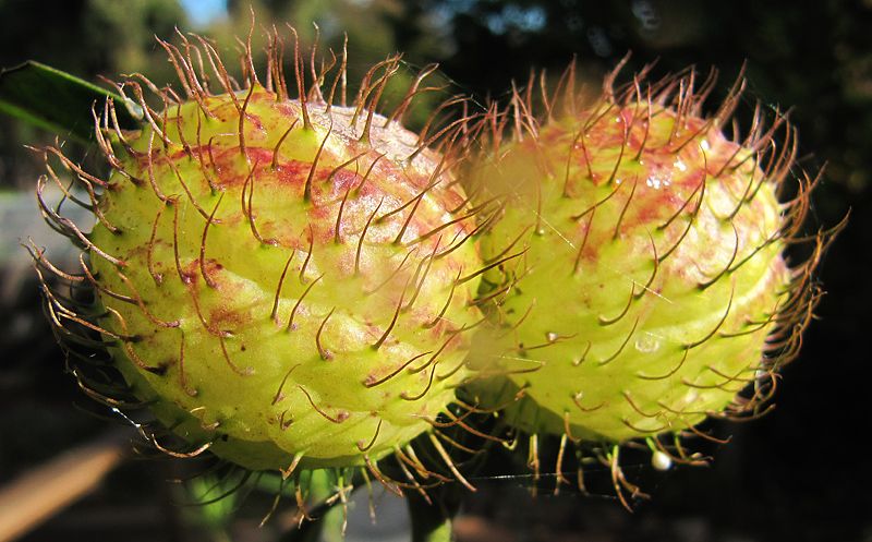 coyote balls