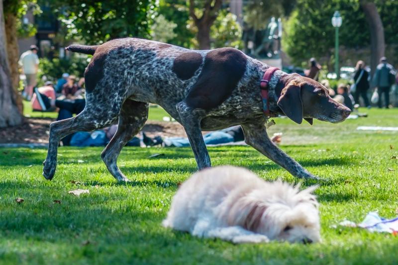 German short-haired pointer stalking birds in North Beach