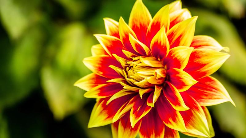 Botanic Sorcery
