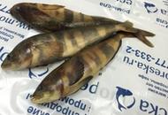 <p>Терпуг неразделанный. Дальний Восток. Тушки по 0,5-1,0 кг. Продаётся поштучно, на развес и блоками (18кг).</p><p>Цена за коробку – 5400руб. (18кг)</p>