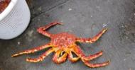 <p>Королевский камчатский краб (red king crab, Paralithodes camtschaticus), выловлен в водах Баренцева моря. Краб называется камчатским, потому что в шестидесятых годах его сюда завезли с берегов Камчатки.<br><br>Мы выбираем только те технологии, которые сохраняют все свойства мяса краба:</p><ul><li>Сразу после поднятия ловушек с живой добычей из воды, крабов варят в солёной воде и резко замораживают. Всё это происходит на борту судна, чтобы не терять драгоценного времени: чем быстрее обработка, тем вкусней будет мясо.</li><li>Мясо остаётся в панцире и хитине, чтобы не вступать в контакт с внешней средой и сохранять знаменитые вкусовые качества королевского краба.</li></ul><p><br><br><br>Eric Heath Maltesen</p><p></p>