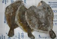 <p>Камбала морская свежемороженая из Баренцева моря. Заморожена на судне. Потрошёная, без головы. Продаётся на вес и поштучно. Вес одной рыбы от 0,5 до 1,5кг.</p>