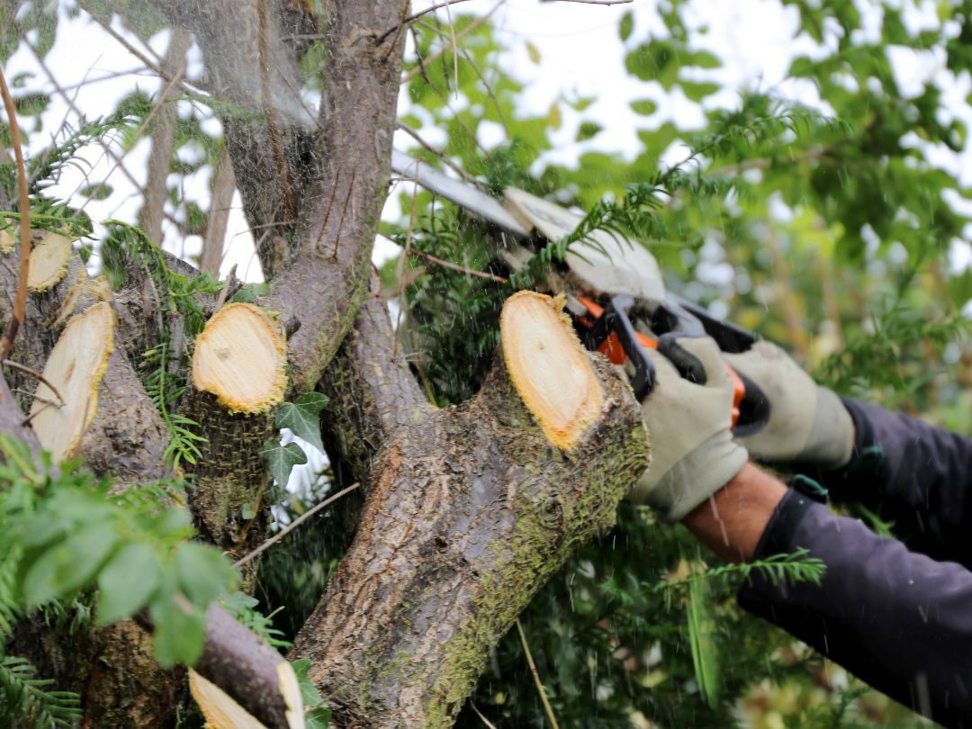  Realiser dine skov- og naturdrømme med Proviido