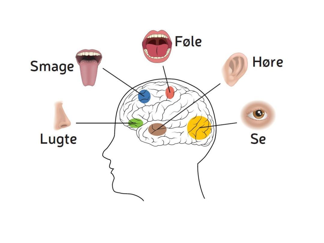 Bliv klogere på hvordan de fem sanser er repræsenteret og bearbejdes i forskellige områder af hjernen