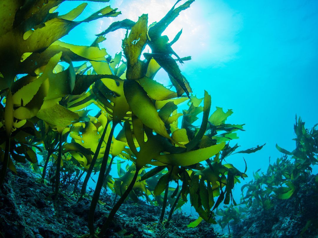 Havets skjulte skat - Spil, smag og strategi