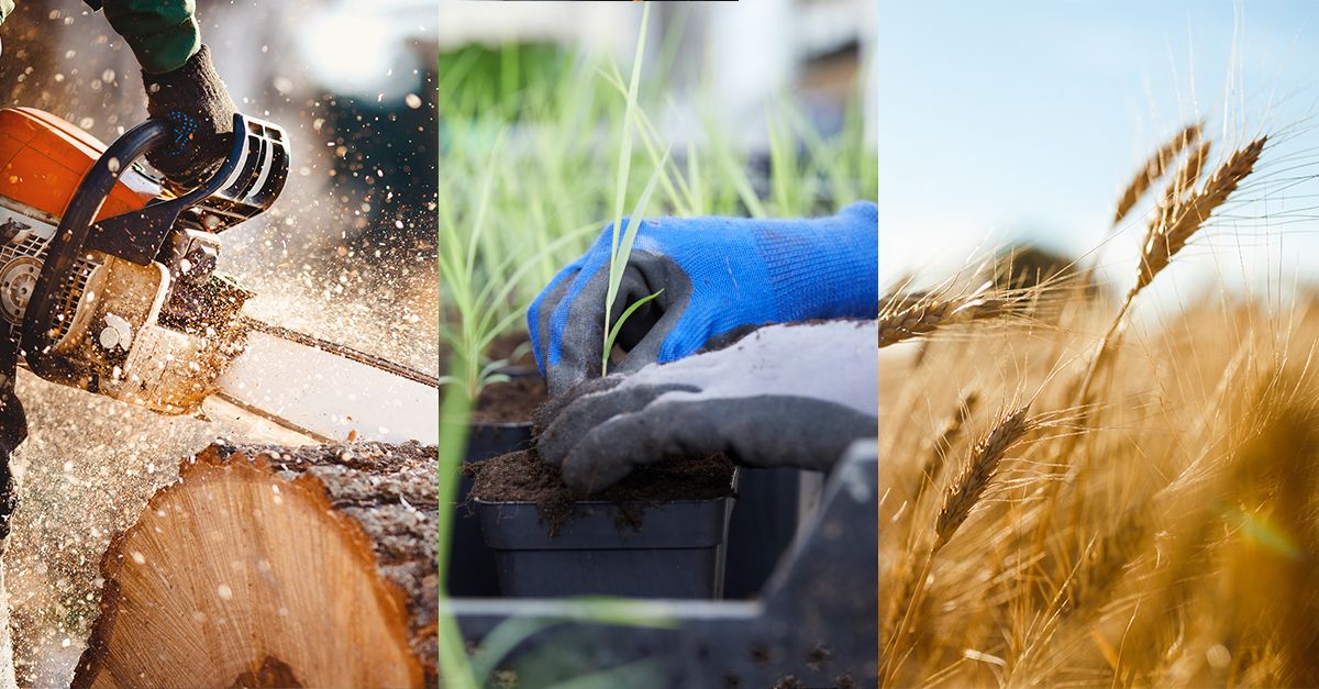 Grønne fag, grønne vægge, grøn fremtid, godt indeklima