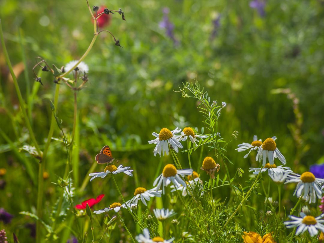 Slip naturen fri og skab biodiversitet med frøbomber.