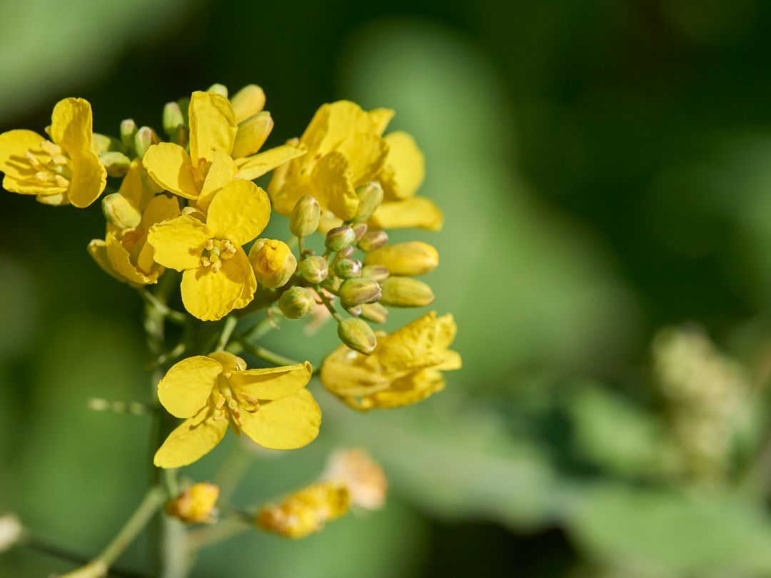 Fermenteret ingrediensers indflydelse
