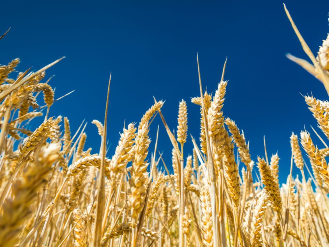 Hvad skal vi bruge Danmark til?