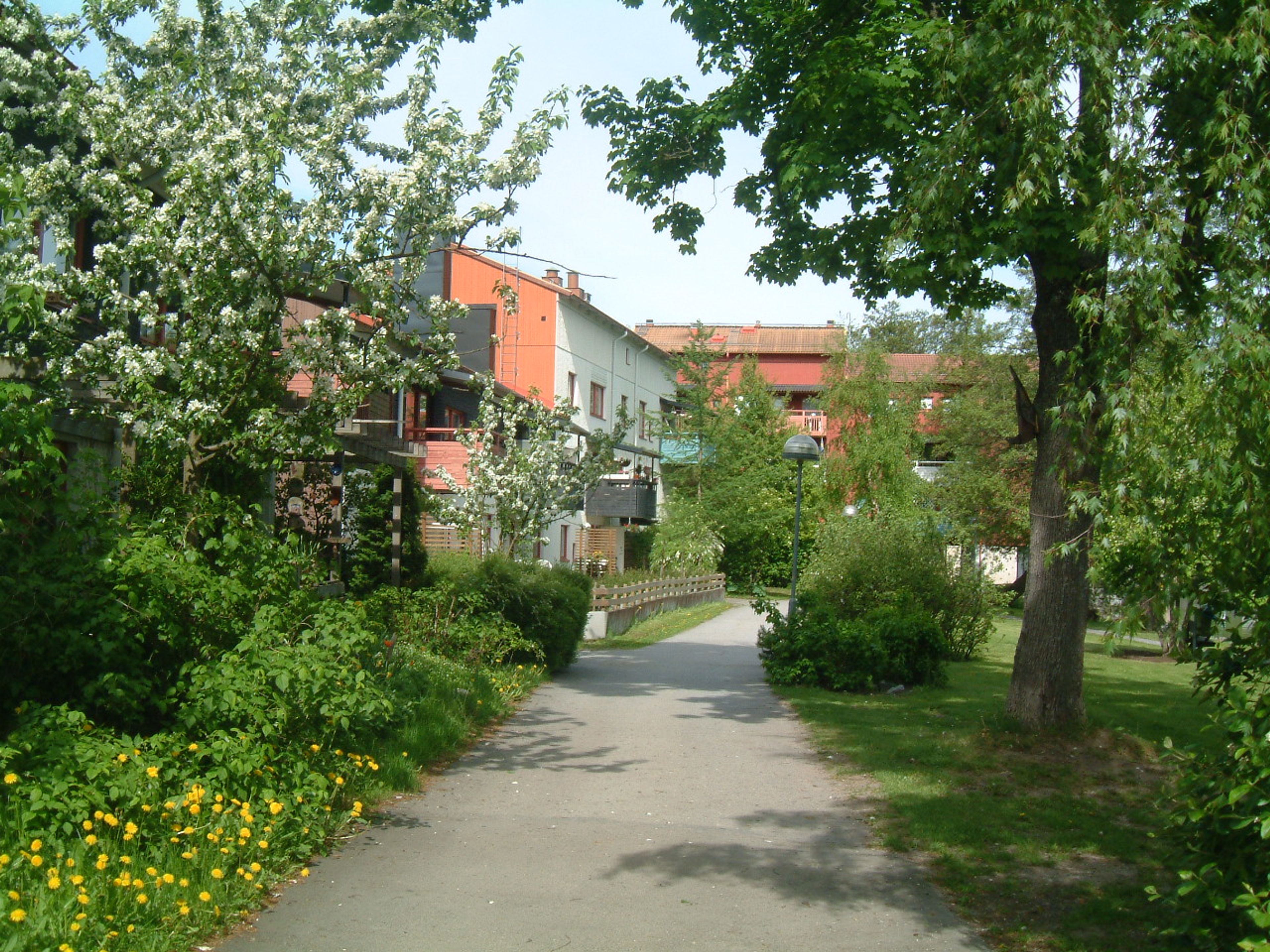 Gångväg i bostadsområdet Ångbåtsvägen, omgiven av grönska med träd, buskar och blommande växter på båda sidor. I bakgrunden syns flerbostadshus med balkonger, några med växter och blommor. Himlen är klar och blå.