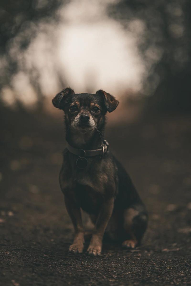 Ein kleiner brauner Hund sitzt aufmerksam auf einem Waldweg.