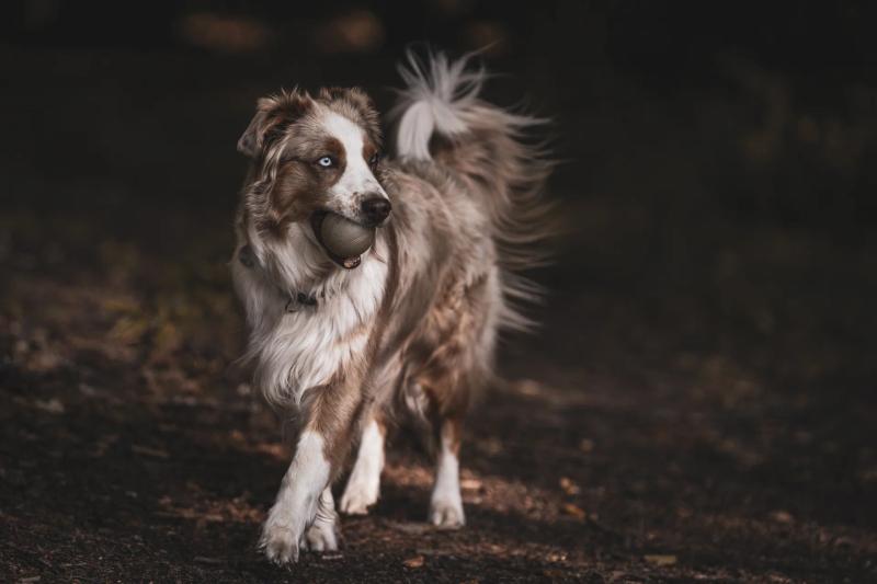 Ein Australian Shepherd läuft mit wehender Rute durch den Wald.