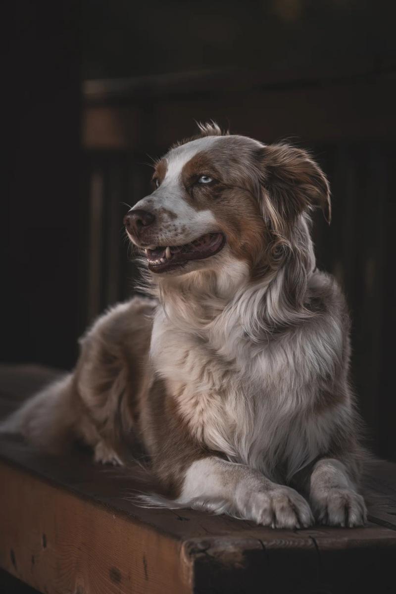 Ein Australian Shepherd liegt mit erhobenem Kopf vor einem dunklen Hintergrund.