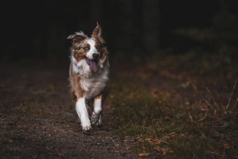 Ein Australian Shepherd läuft über einen Waldweg auf die Kamera zu.