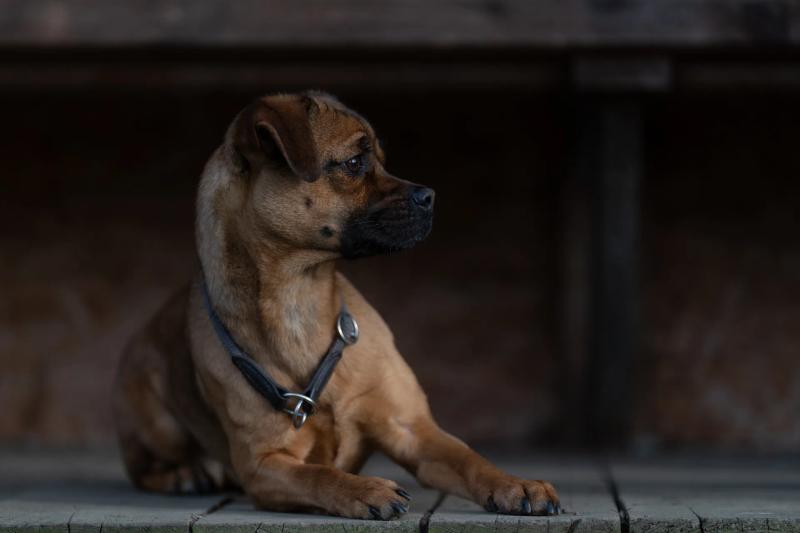 Ein brauner Hund mit Geschirr liegt auf Holzdielen und schaut zur Seite.