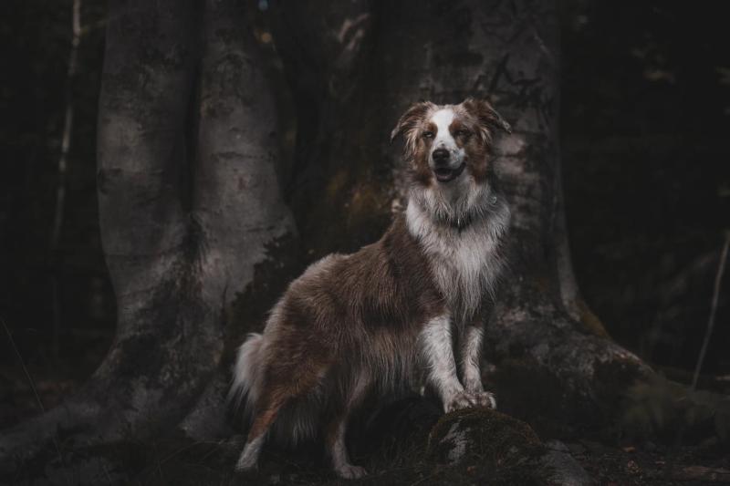 Ein Australian Shepherd sitzt zwischen dunklen Baumstämmen.