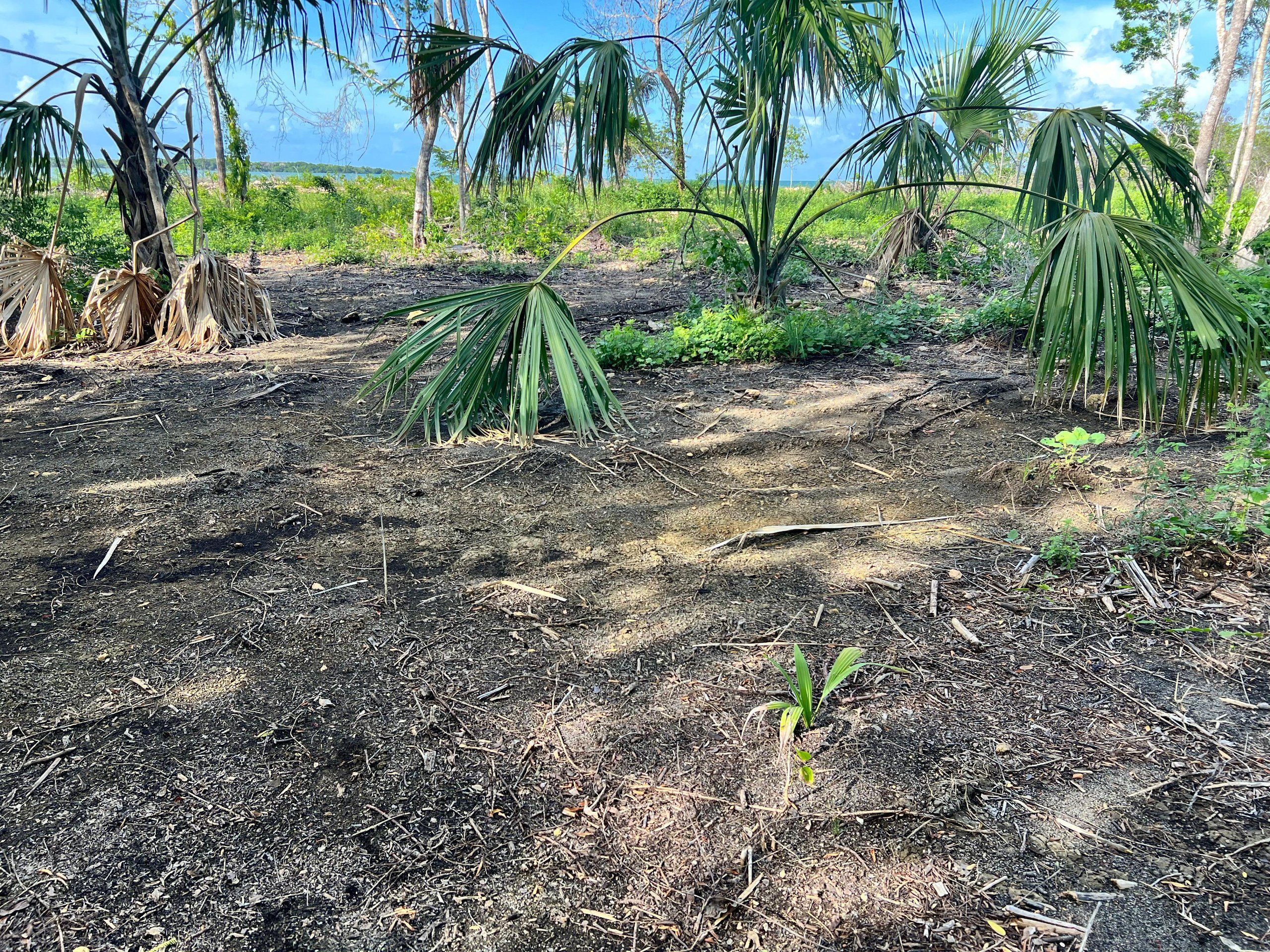 0.51 Acre Beachfront Property for Sale in Warree Bight, Corozal, Belize | Sandy Beach, Well & Road Access — view 3