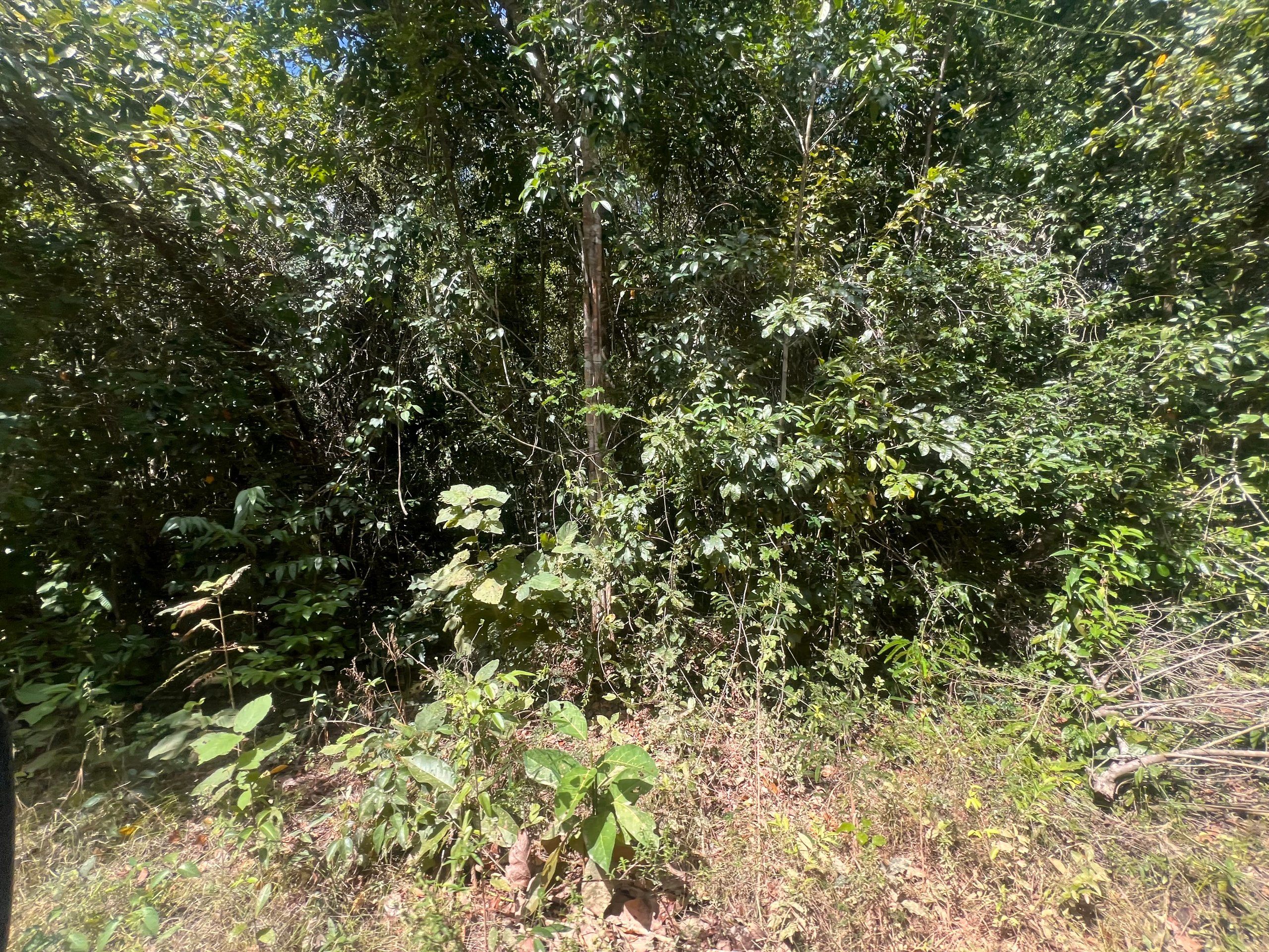 0.90 Acre Lots for Sale in Consejo, Corozal Belize | Near Sea & Town — view 2