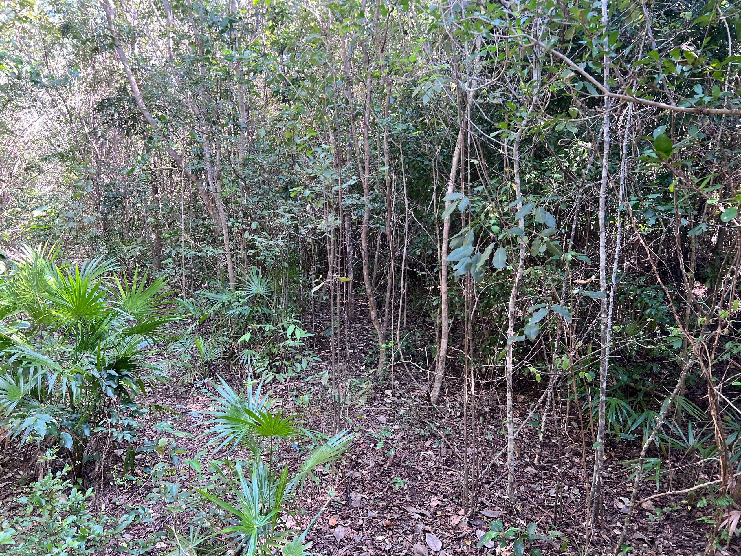 0.90 Acre Lots for Sale in Consejo, Corozal Belize | Near Sea & Town — view 4