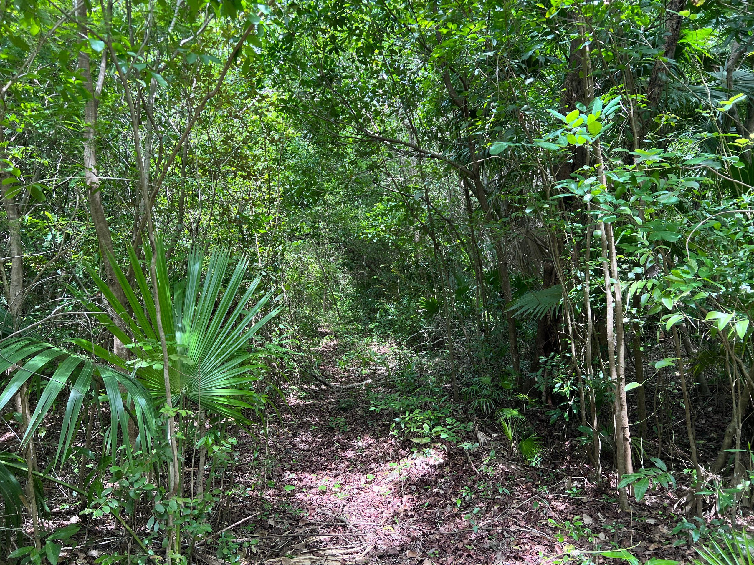 0.90 Acre Lots for Sale in Consejo, Corozal Belize | Near Sea & Town — view 3