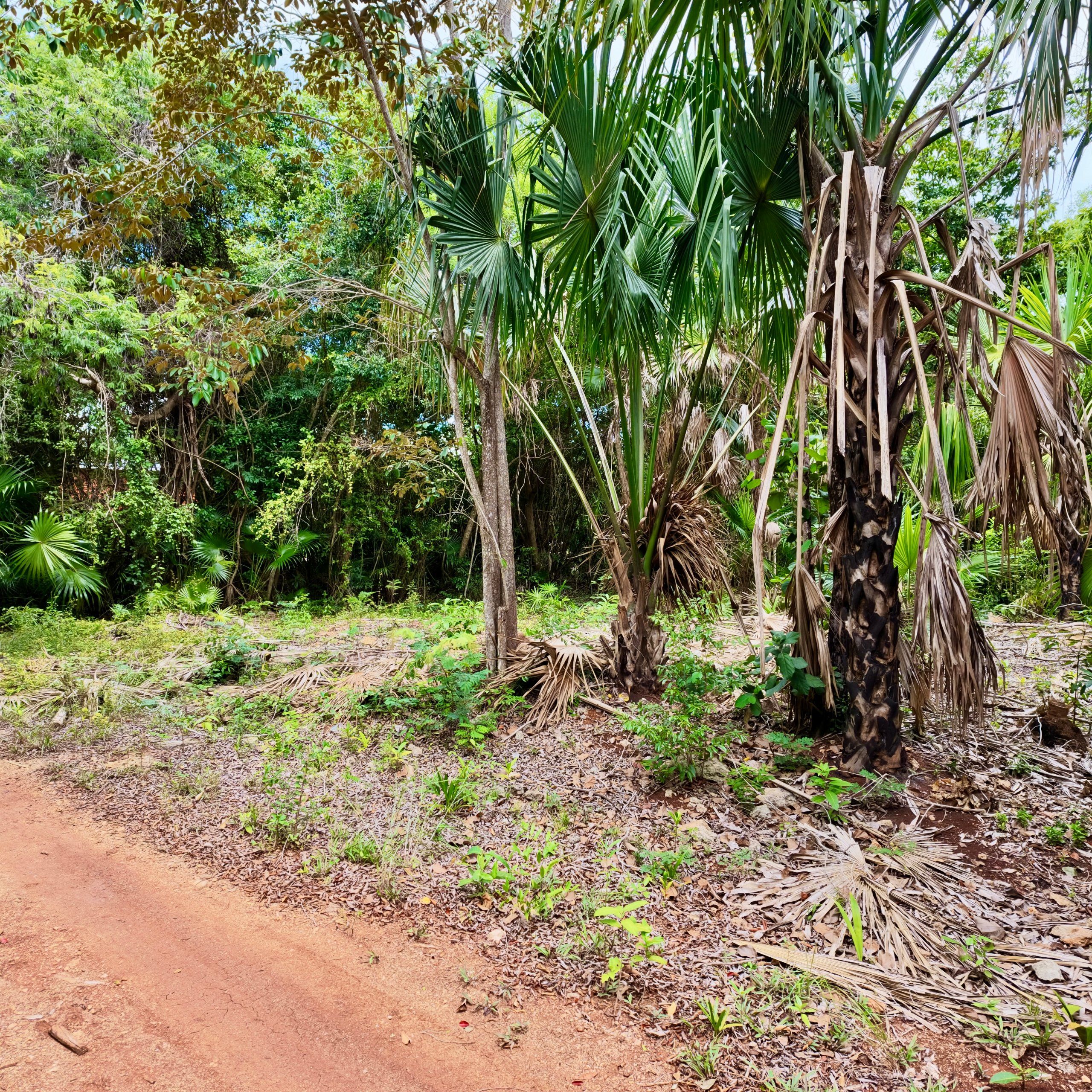 754 SQM Off-Grid Lot for Sale in Sarteneja, Corozal Belize | Affordable Land — view 3