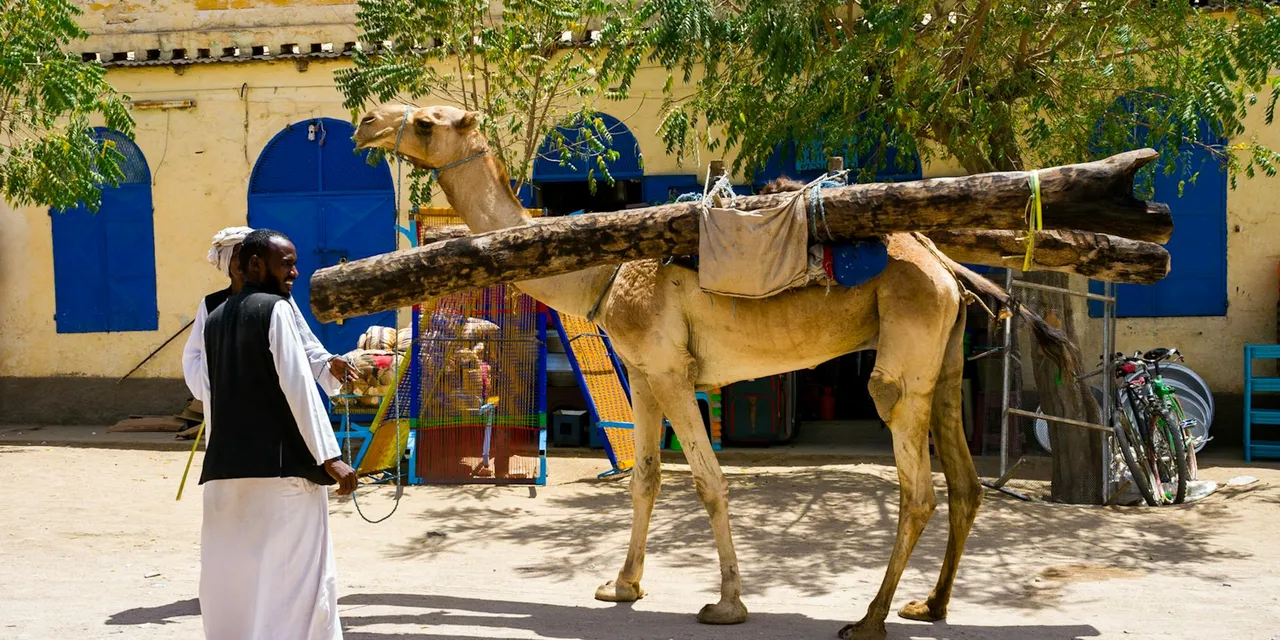 A man stands beside a camel carrying logs against a backdrop of colorful Eritrean architecture.