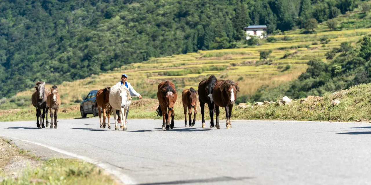 A group of horses walking on a rural road in scenic Bhutan with lush green hills.