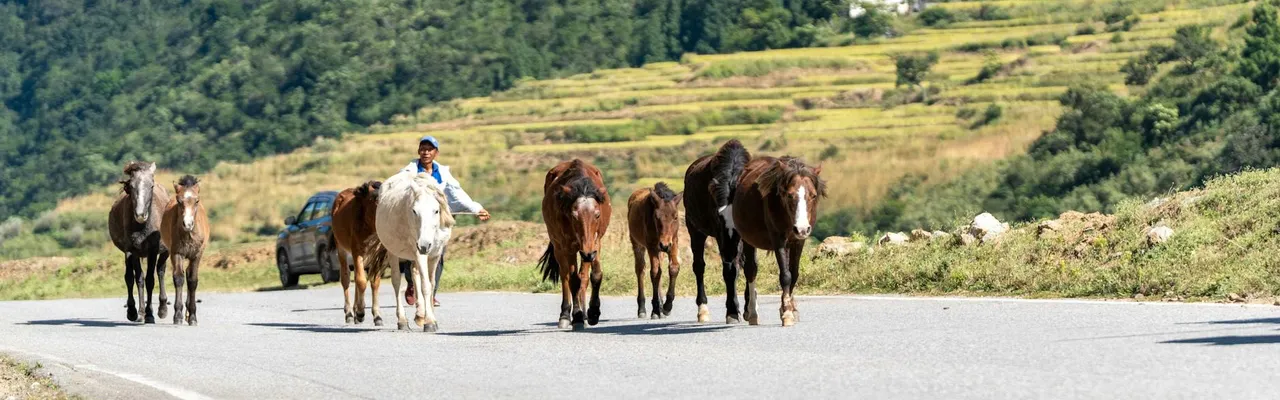 A group of horses walking on a rural road in scenic Bhutan with lush green hills.