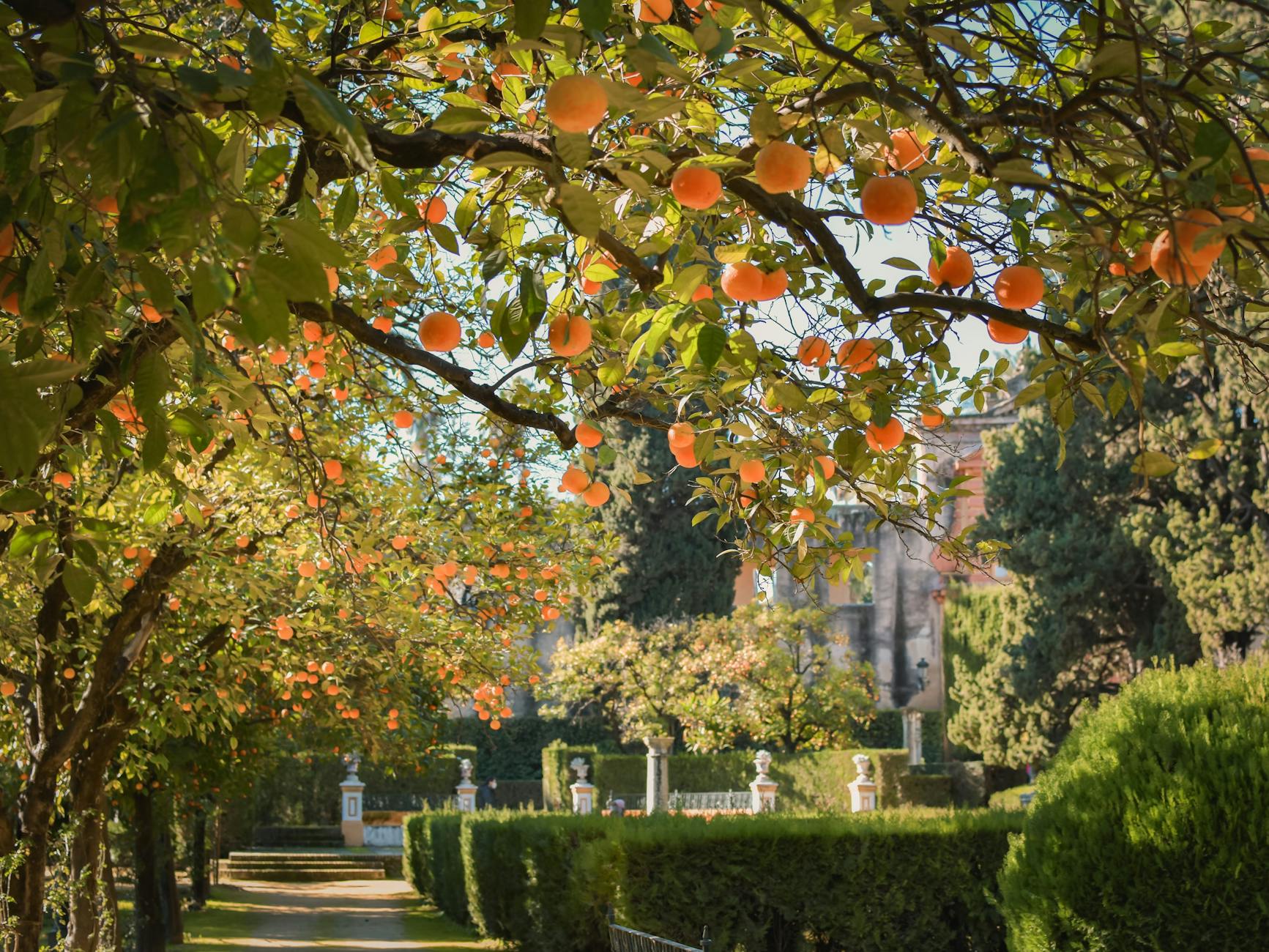 Peaceful garden landscape featuring orange trees full of ripe fruits in Seville, Spain.