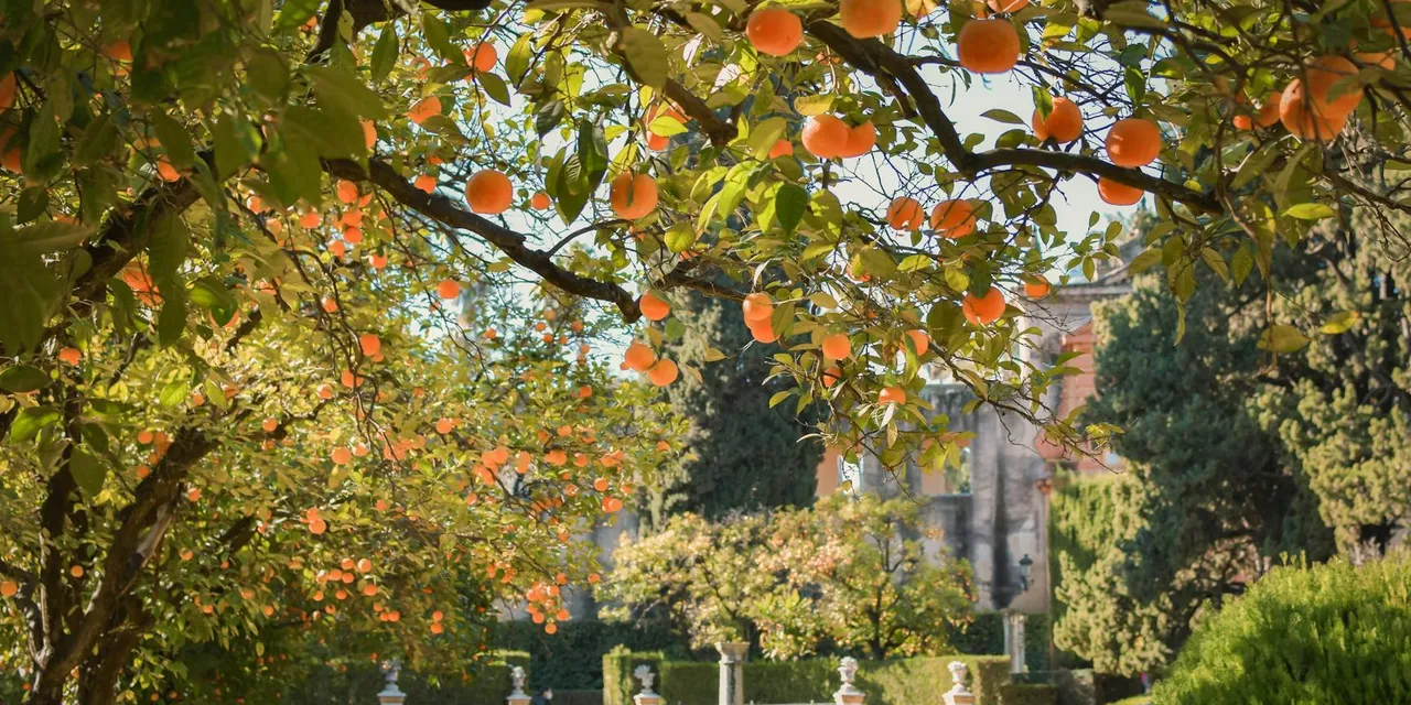 Peaceful garden landscape featuring orange trees full of ripe fruits in Seville, Spain.