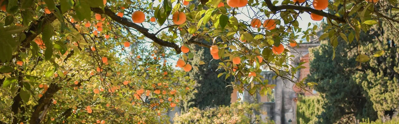 Peaceful garden landscape featuring orange trees full of ripe fruits in Seville, Spain.
