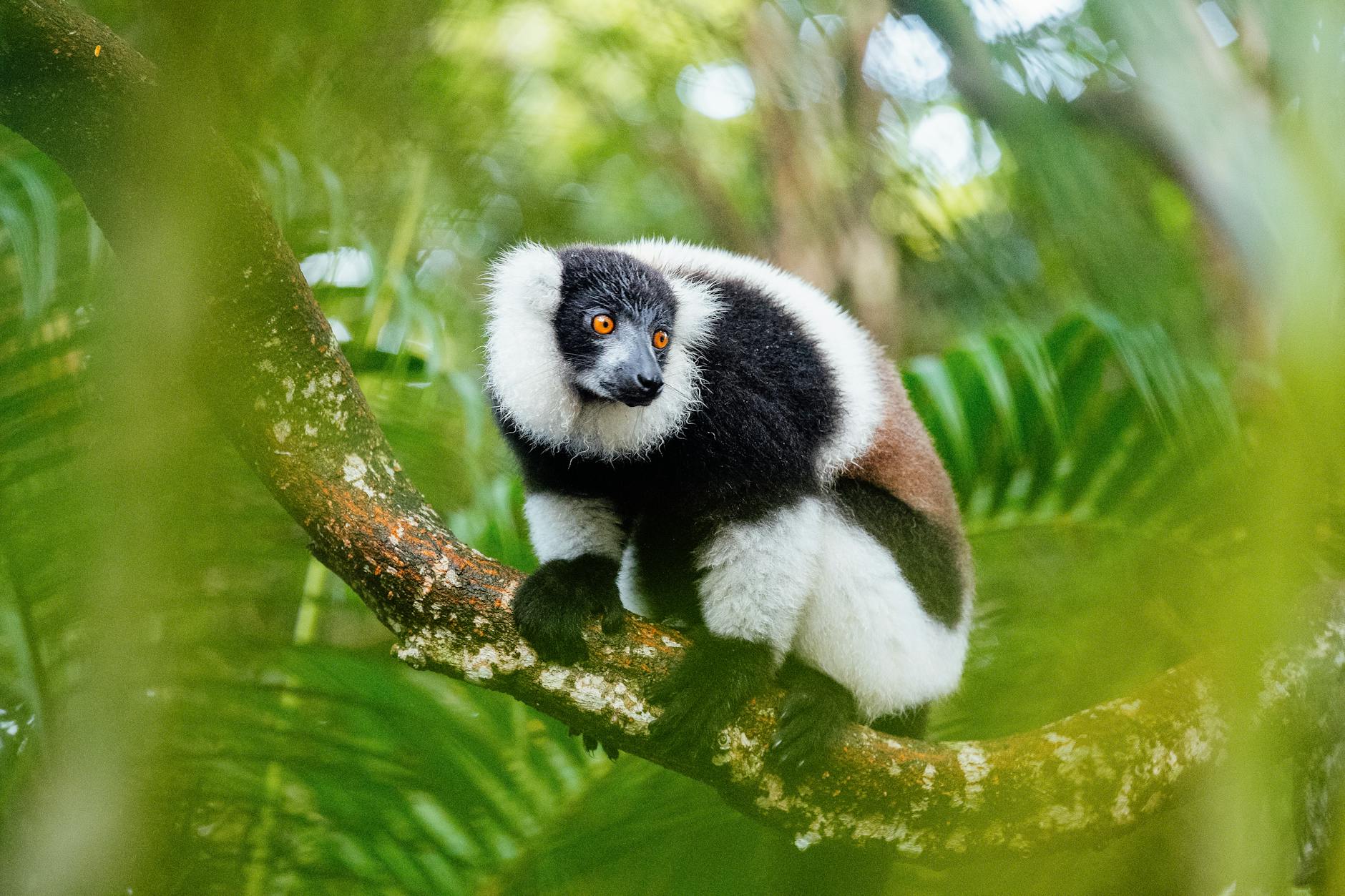 Madagascar