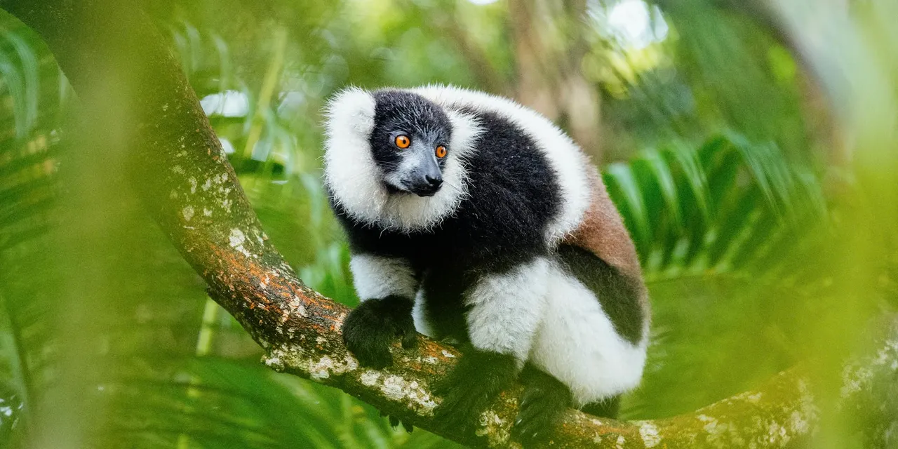 Close-up shot of a black-and-white ruffed lemur in its natural habitat in Madagascar.