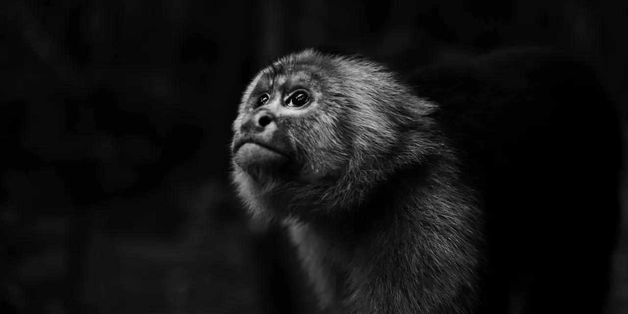 Close-up black and white portrait of a capuchin monkey in Coxen Hole, Honduras.