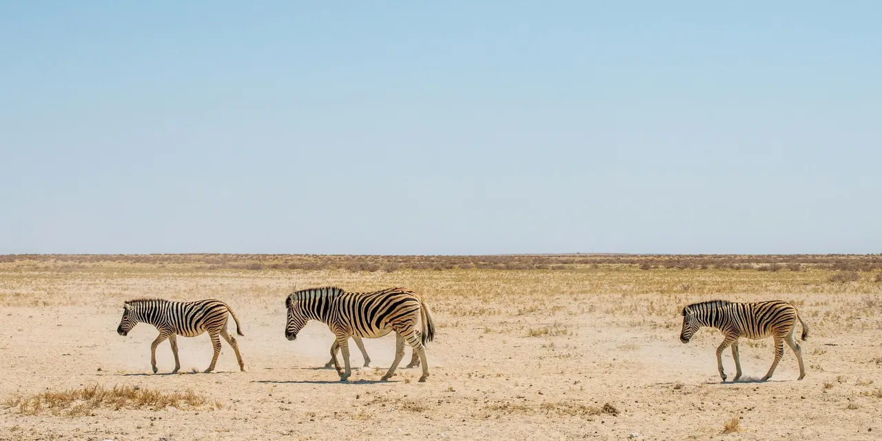 Three zebras crossing the arid plains of Etosha National Park, Namibia