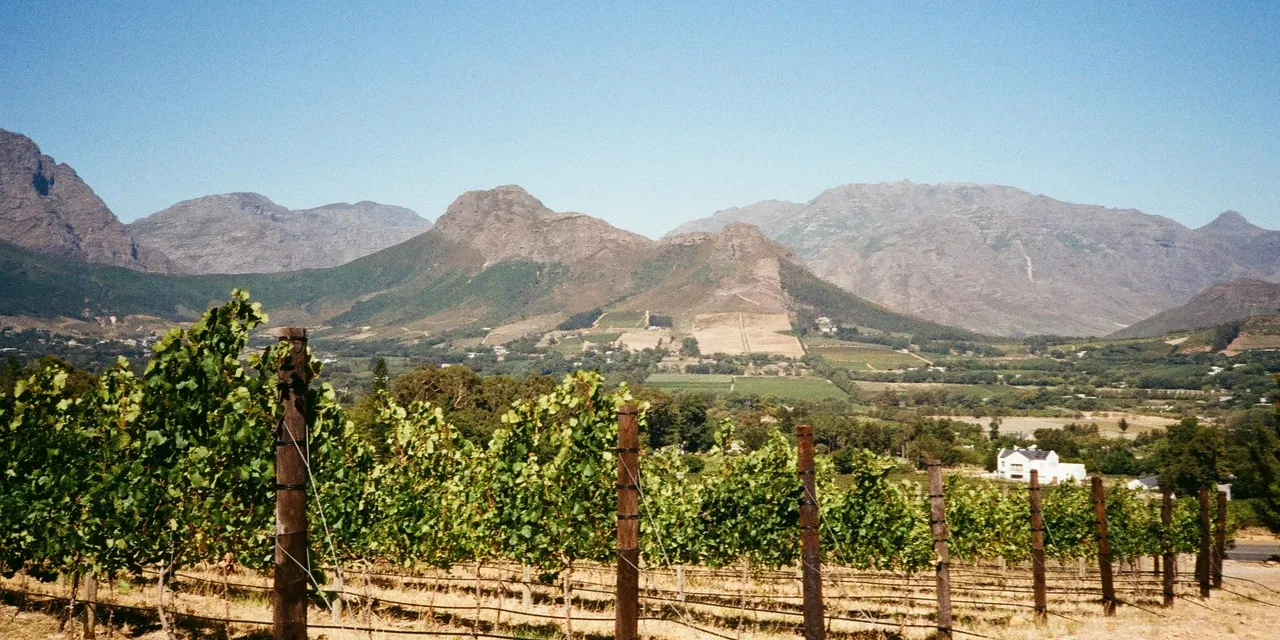 Vineyard rows with the Franschhoek mountains rising behind, Western Cape, South Africa