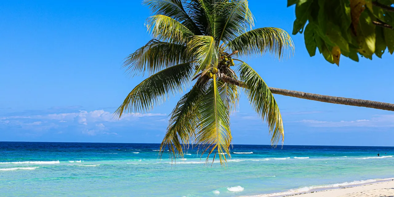 A serene tropical beach scene with a lone palm tree overlooking the turquoise ocean under a clear blue sky.
