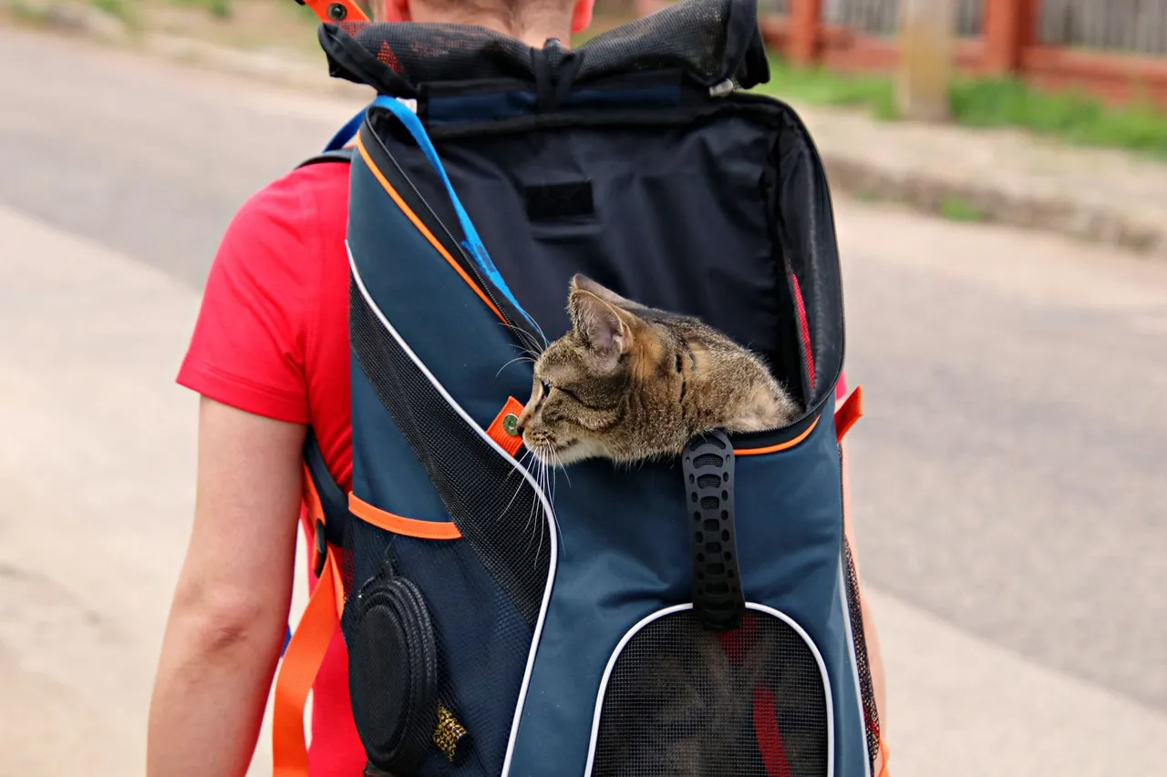 A cat looking out of a travel carrier backpack worn by its owner outdoors.