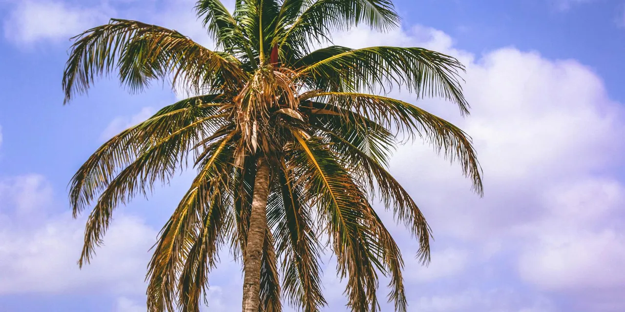 A lush palm tree against a vibrant blue sky captures the tropical essence of Aruba.
