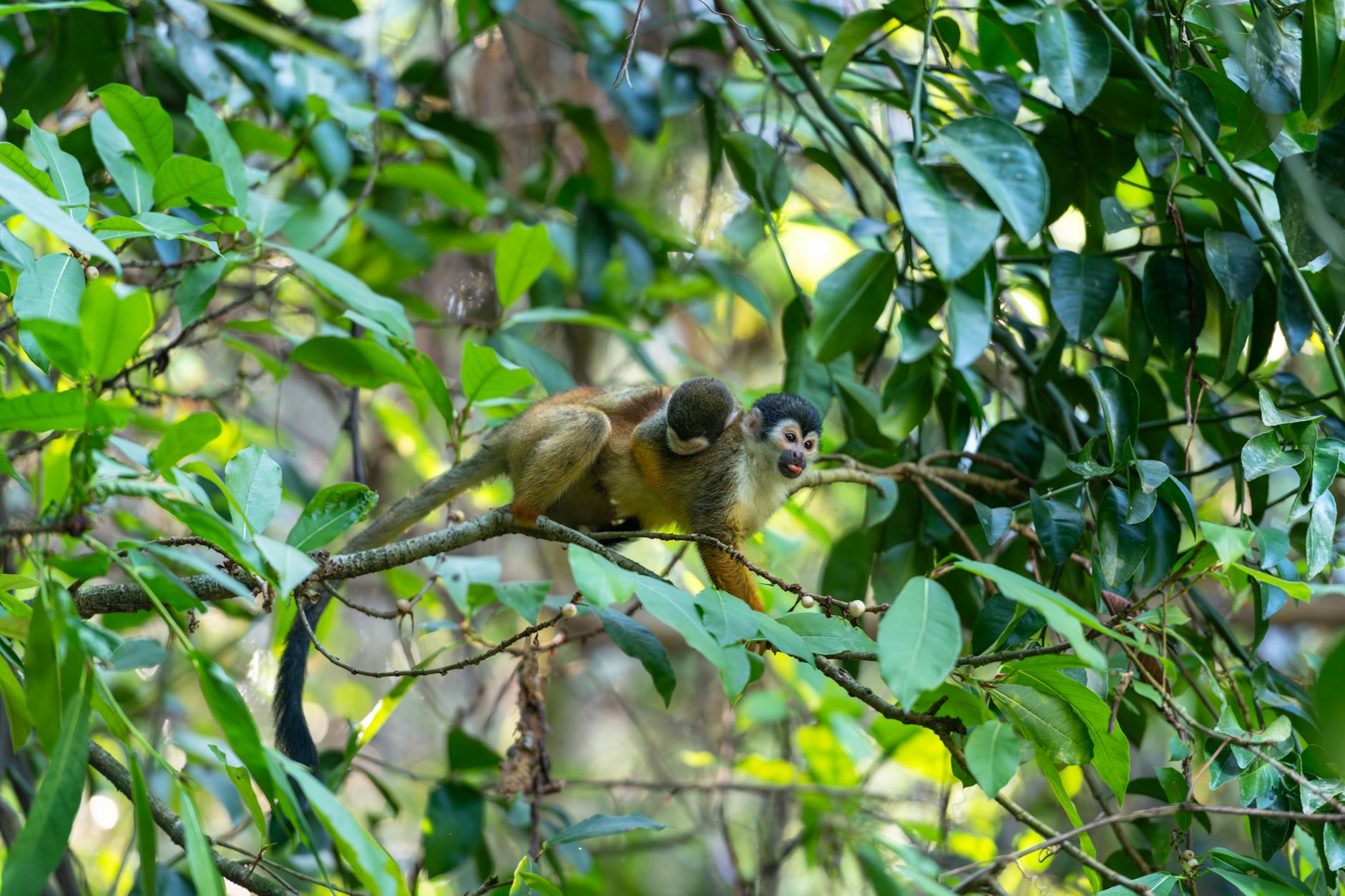 Squirrel monkey perched on a branch in a dense Costa Rican rainforest.