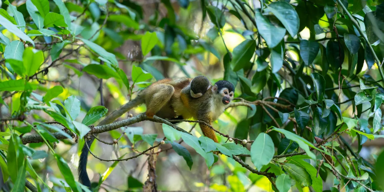 Squirrel monkey perched on a branch in a dense Costa Rican rainforest.