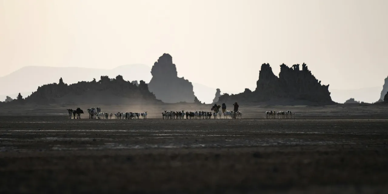 A herd of cattle traverses the dry plains of Djibouti, framed by rugged mountains at dusk.