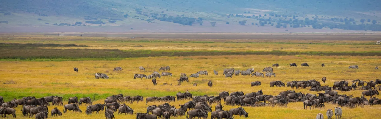 Wildebeest and zebras grazing across Ngorongoro Crater floor, Tanzania