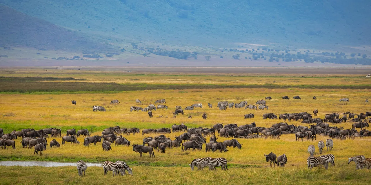 Wildebeest and zebras grazing across Ngorongoro Crater floor, Tanzania