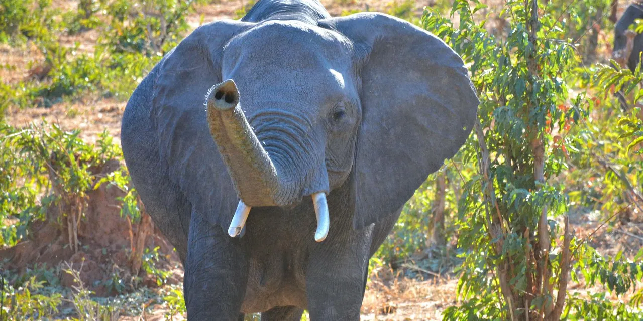 Close-up of a magnificent African elephant in a sunny Botswana grassland, showcasing its natural habitat.