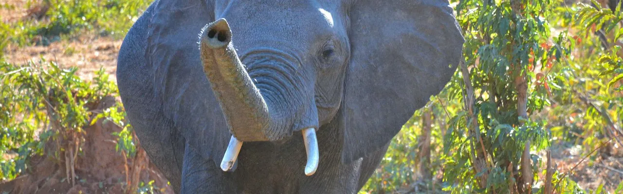 Close-up of a magnificent African elephant in a sunny Botswana grassland, showcasing its natural habitat.