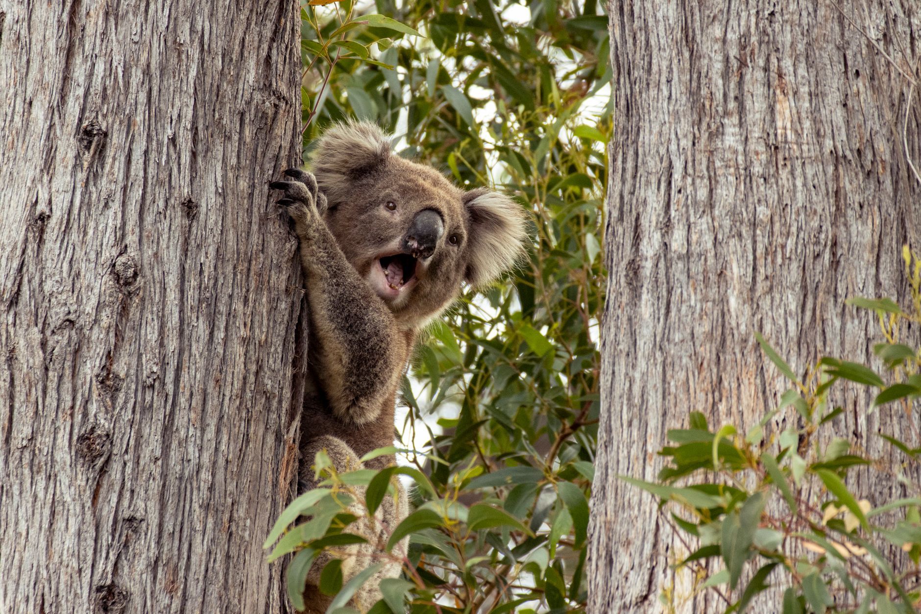 A curious koala climbs between trees in Yarra Glen, Australia, showcasing its natural habitat.