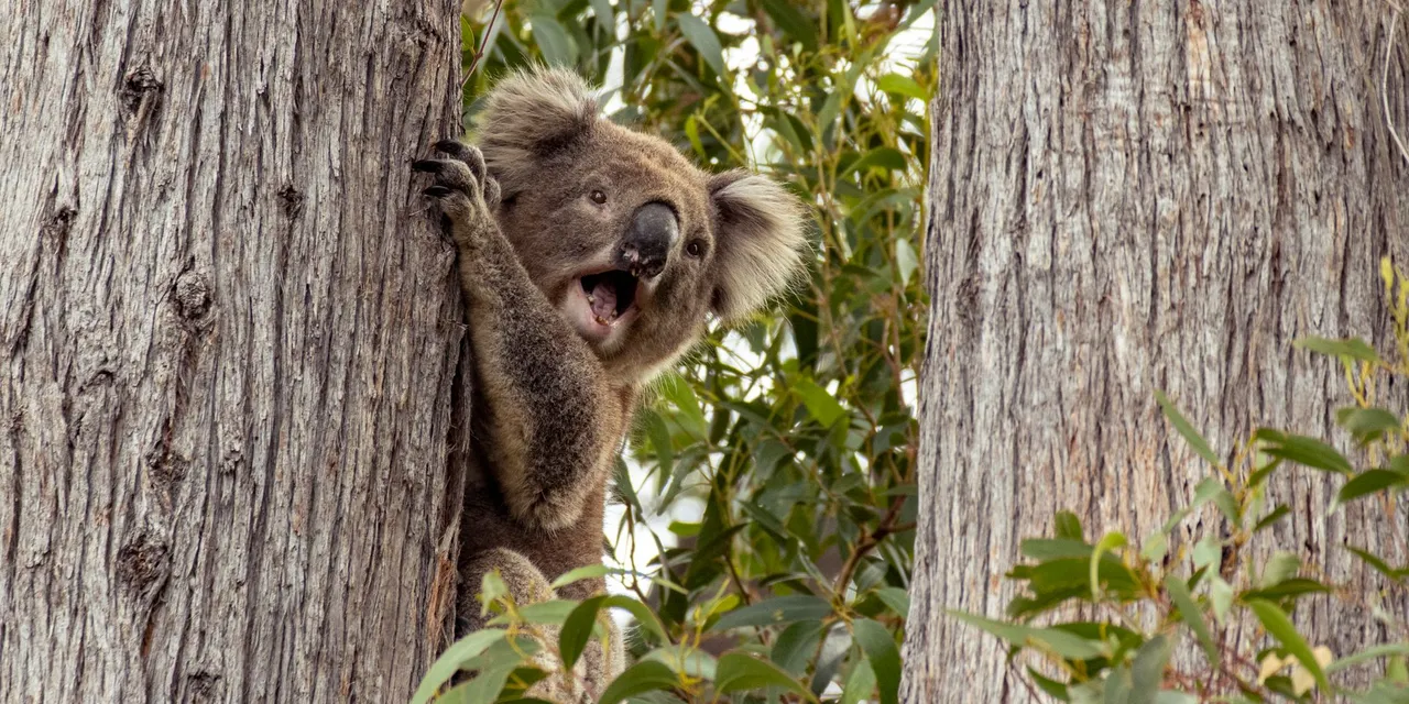 A curious koala climbs between trees in Yarra Glen, Australia, showcasing its natural habitat.