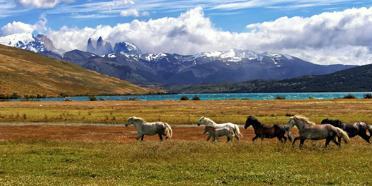 Horses grazing near Torres del Paine, Patagonia, Chile