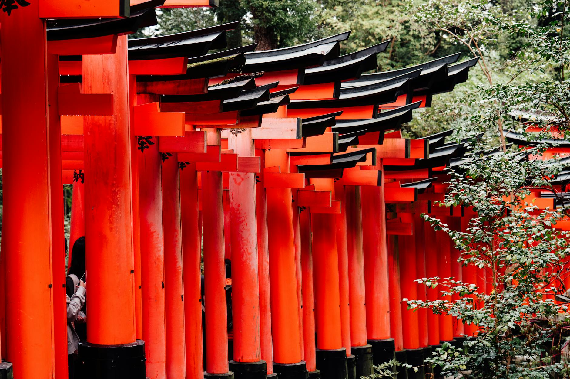Explore the vibrant red torii gates at Fushimi Inari Shrine in Kyoto, Japan, surrounded by lush greenery.